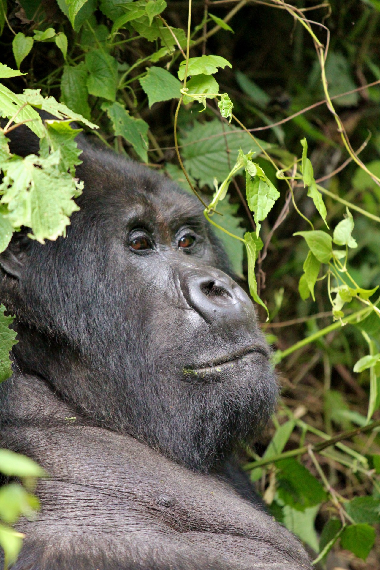 Rwanda’s: Gorillas in the&nbsp;Mist